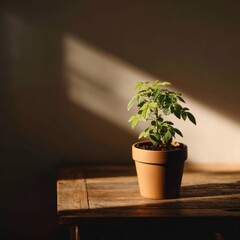 Verdant plant in earthenware pot bathed in sunlight on wooden desk evokes tranquility and hope