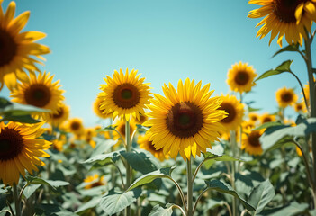 Obraz premium sunflowers in the field