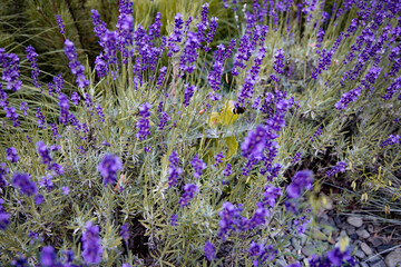 Lavender Field with Bee and Hidden Spiderweb