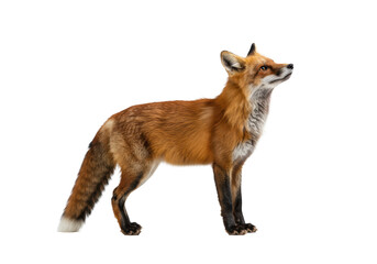 Fototapeta premium A majestic adult red fox with vibrant reddish-brown fur, white underside, and black paws/ears, standing gracefully and looking upwards against a pristine transparent high-key studio background with no