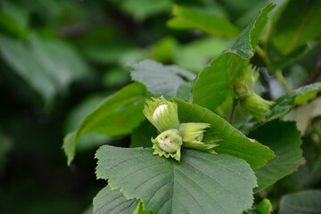 Close-up of Hazelnut Plant with Green Leaves and Nuts