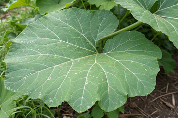 Pumpkin Plant Broad Leaf Close Up