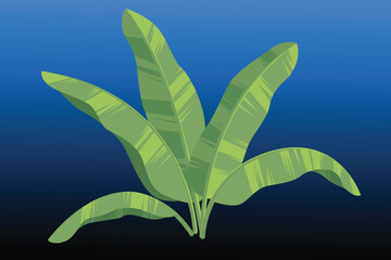 Banana Leaf Vector