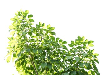 A tropical tree leaf with branches on white isolated background for green foliage backdrop 