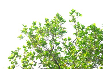A tropical tree leaf with branches on white isolated background for green foliage backdrop 