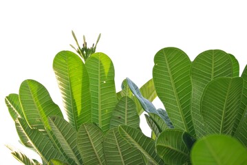 A plumeria flower plant with leaves branches on white isolated background with copy space 