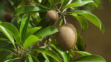 Ripe Sapodilla (Chikoo) Fruits Growing on Tree with Lush Green Leaves – Close-Up Nature Shot