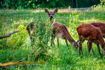 Rehe am Grasen
