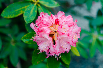 A beautiful blooming bush of vibrant pink rhododendron flowers