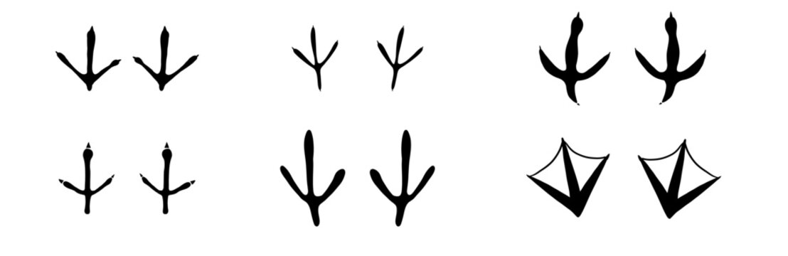 Bird foot mark print silhouette set. Bird trail goose duck foot. Raven owl parrot turkey feet, hen or chicken stump path.