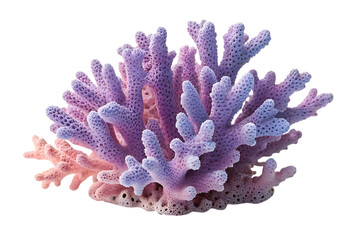 Intricate branching purple coral with pink accents marine life