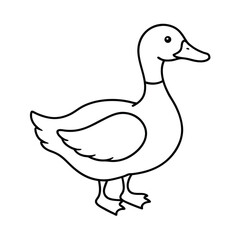 duck isolated on white background