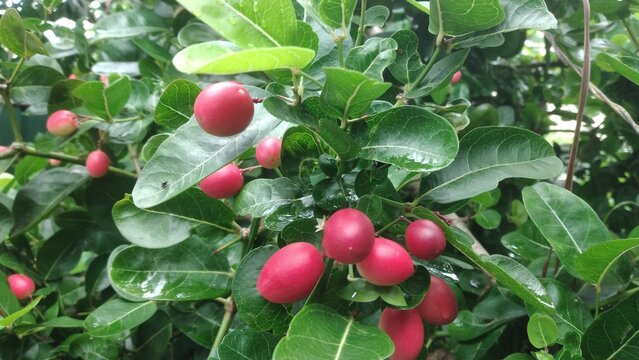 Bengal Currant Karanda Christ&rsquo;s Thorn Carandas Plum Thorny Shrub Plant