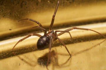 Brown spider resting on natural surface