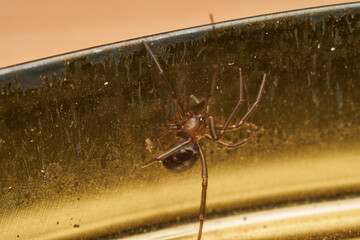 Closeup of brown spider in nature