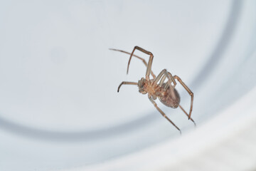 Closeup of brown spider in nature