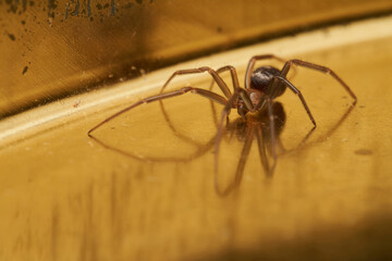 Brown spider resting on natural surface