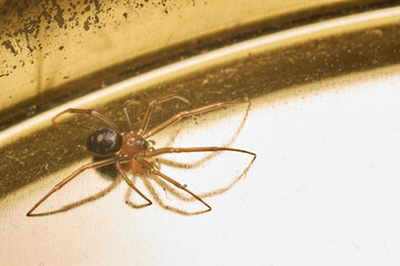 Closeup of brown spider in nature