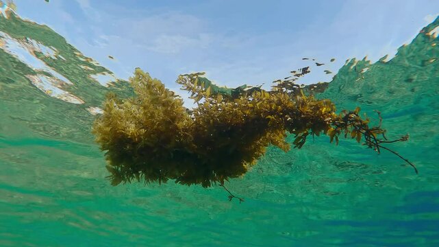 Close-up, piece of Sargassum brown macroalgae drifting across blue water surface and reflects on it on blue sky background, underwater footage 