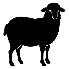 black and white sheep