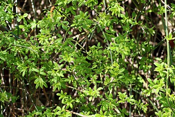 Spring green bush Jasminum nudiflorum