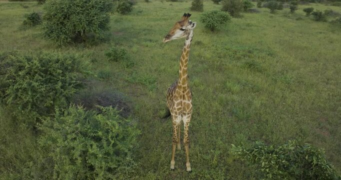 Aerial view of Balule Nature Reserve, Maruleng, South Africa.