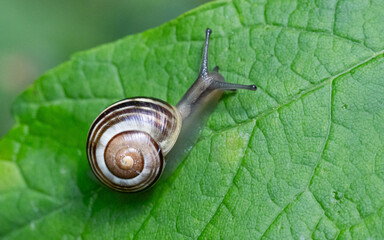 Beautiful Black and White Snail on a leaf. High quality photo