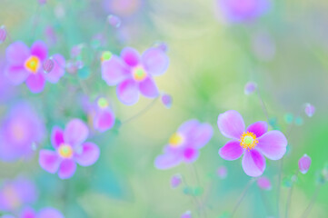 自然の中に咲く秋明菊の花