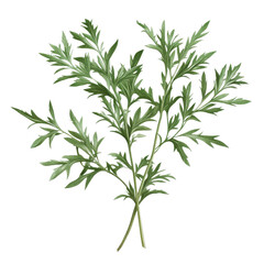 Two sprigs of artemisia on transparent Background