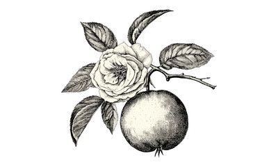 Retro botanical print, vintage fruit engraving, detailed rose apple sketch, tropical hand-drawn illustration, old engraving style, trendy wall art, unique fruit decor, classic design