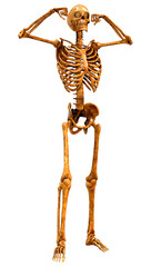 3D Rendering Human Skeleton on White