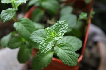Freshly potted mint, a vibrant herb plant with aromatic leaves, perfect for food or herbal remedies, isolated on white © AbnaMufid