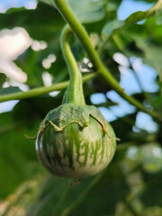 Round green eggplant fruit with white stripes that grows on the tree, usually used for fresh vegetables or can be eaten raw, is in the garden in the afternoon.