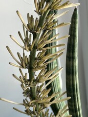 Sansevieria Suffruticosa Budding Indoors on Windowsill. Macro photo of Sansevieria suffruticosa...