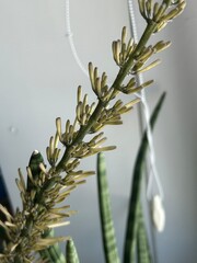 Sansevieria Suffruticosa Budding Indoors on Windowsill. Macro photo of Sansevieria suffruticosa...