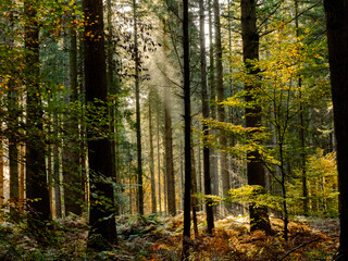 Im Wald