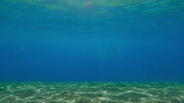 Small ball of Silversides Atherina fish swims in blue water, sparkling in the sunshine, while Full Beak or Red Sea Houndfish (Tylosurus choram) swim nearby, backlit by sun with sunglare on the lens