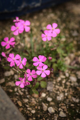 purple flower with green leaves among the stones
