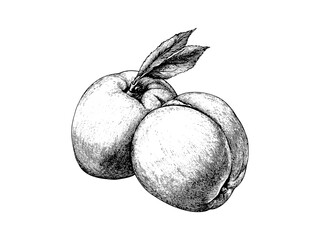 Old-style apricot engraving, vintage fruit drawing, hand-drawn stone fruit sketch, botanical food print, trendy rustic decor, antique food illustration, etching fruit print,