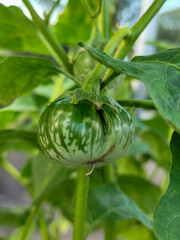 Round green eggplant fruit with white stripes that grows on the tree, usually used for fresh vegetables or can be eaten raw, is in the garden in the afternoon.