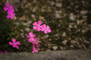 pink flowers in the garden