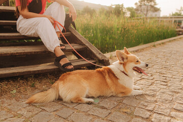 Close-up of a woman with Welsh Corgi in a park on a hot sunny day. Concept of pet care and...