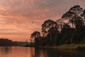 breathtaking sunset over rainforest highlighting vibrant colors of orange and purple