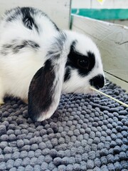 cute fluffy lop eared rabbit