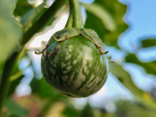 Round green eggplant fruit with white stripes that grows on the tree, usually used for fresh...