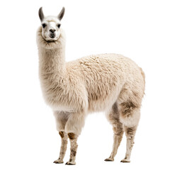 A standing white llama on transparent Background