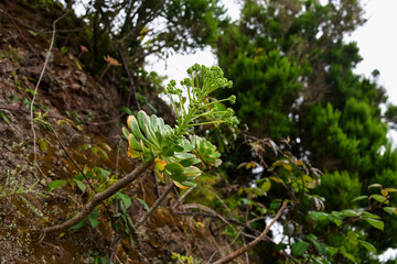 Aeonium plant on rocky cliff