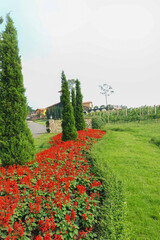 red flower in the park
