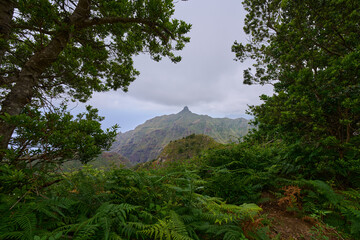 Roque de Taborno through laurel trees