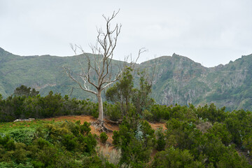 Dead tree on Anaga slope